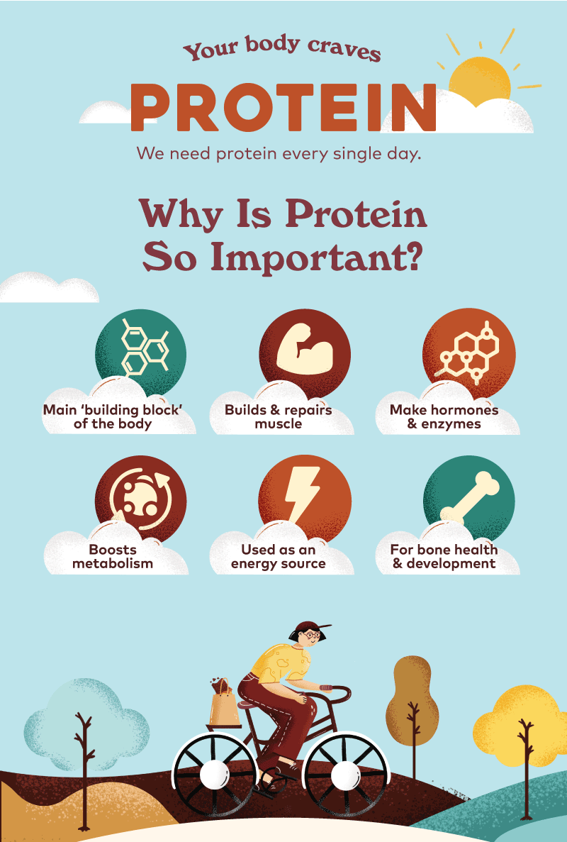 Protein Use In Body Proteins In The Body